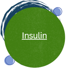 Insulin